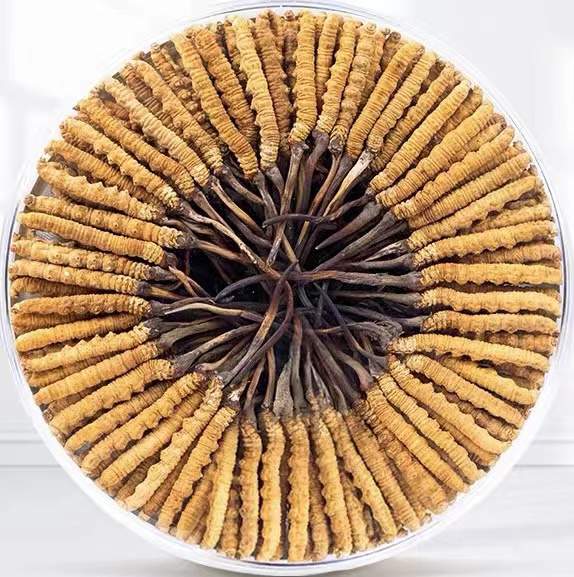 巴里坤冬虫夏草回收